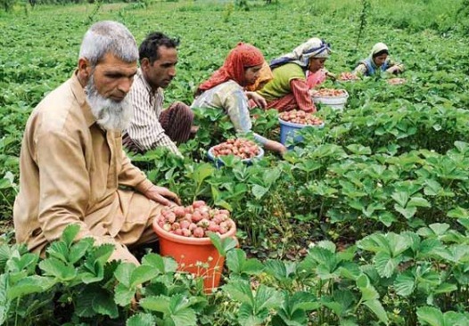 Vegetable production increased by 33% in last 3 years in Jammu Kashmir