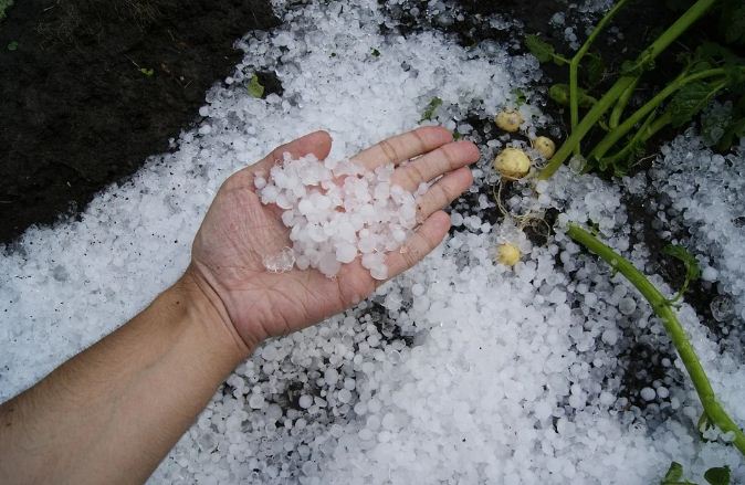 Hailstorm causes massive damage to crops in north Kashmir areas