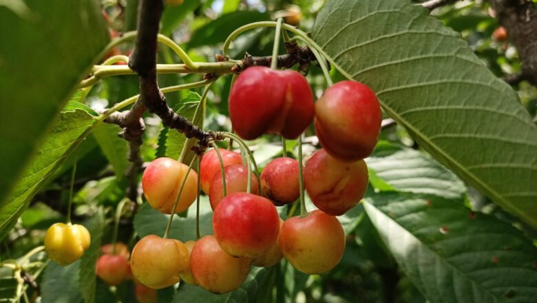 40 percent of cherry crop damaged in Tangmarg due to incessant rains