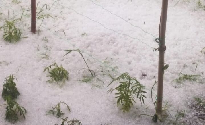 Massive hailstorm wreaks havoc to orchards across parts of North Kashmir