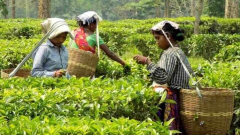 High in pesticides, many countries send back Indian tea