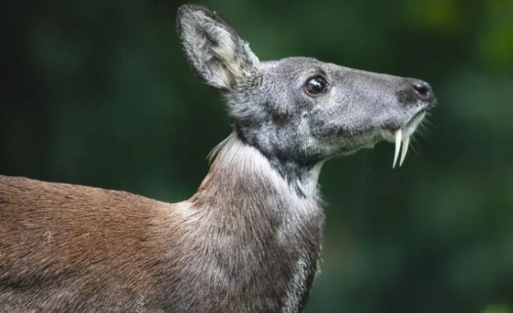 Kashmiri Musk Deer captured in Handwara