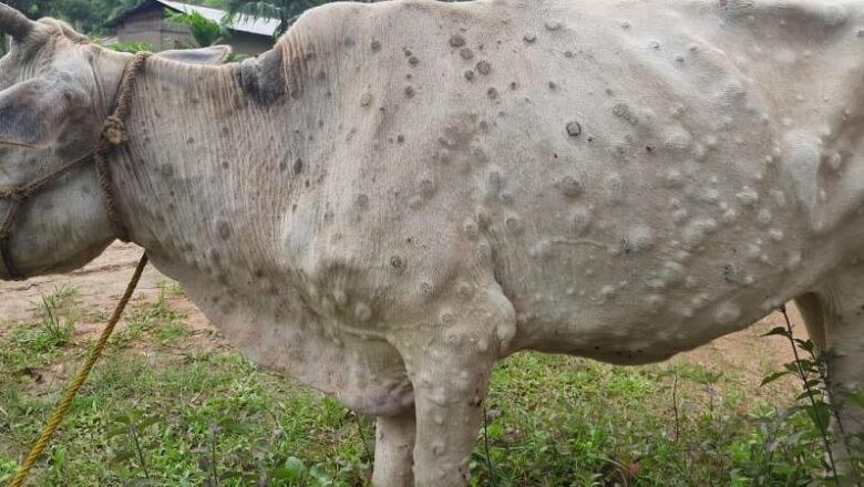 Lumpy Skin Disease hits Kupwara;100 cattle die, 1500 infected