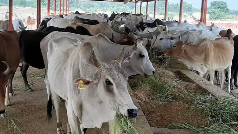 Hindu right wing outfit slaughtered cows themselves in UP to stoke communal violence: Report