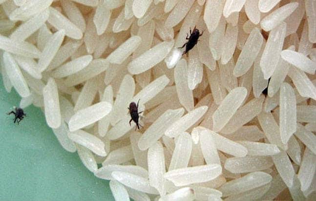 insects-found-in-rice-served-to-kids-in-icds-centres-at-sopore-the