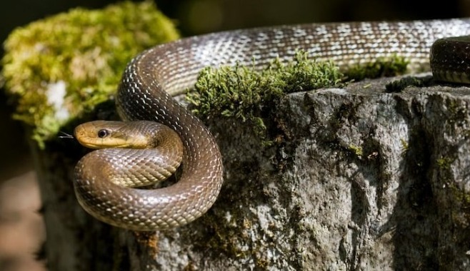 Wildlife department rescues 3 feet long snake in Sopore