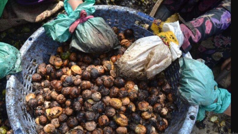 After apples, Foreign product in Indian markets casts shadow on Kashmiri walnut