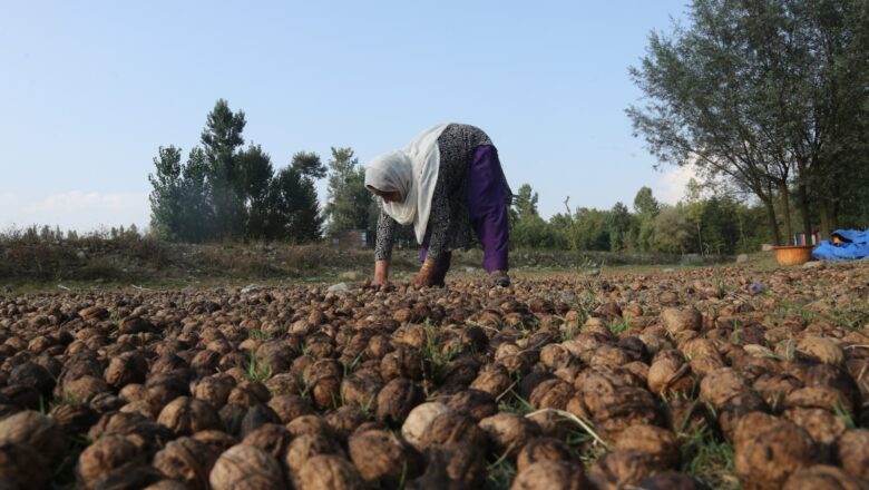 From Rajwar to Teethwal: Kupwara’s walnuts fuels Kashmir’s agriculture success