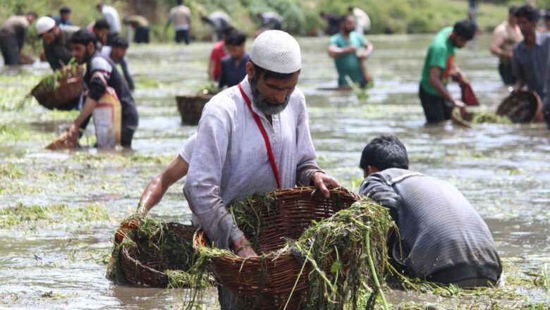 Heatwave hits Kashmir’s lakes: Fish populations at risk amidst falling oxygen levels