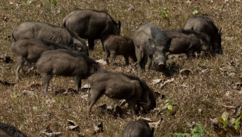 Population of Wild boars growing drastically in Kashmir, Wildlife experts sound caution