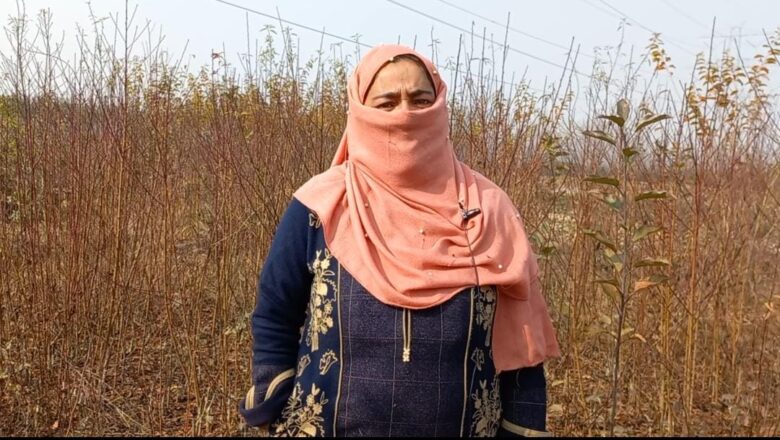 Kulgam woman inspires change, Earns living from a Tree Nursery