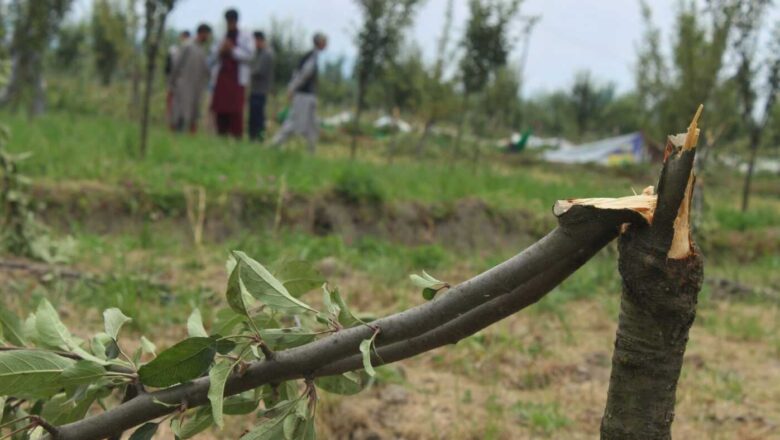 Unknown persons axe hundreds of apple trees in Shopian area