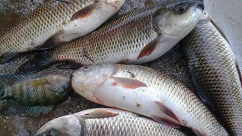 After trout fish worth lakhs die, Fisheries Department stops operation of walnut husk extract machines