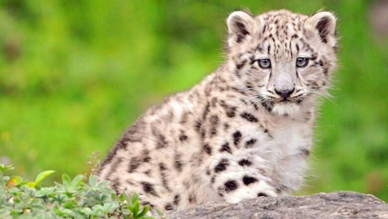 Leopard cub captured in Ganderbal village