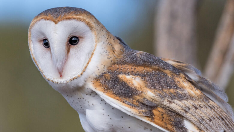 Barn Owl rescued from Budgam