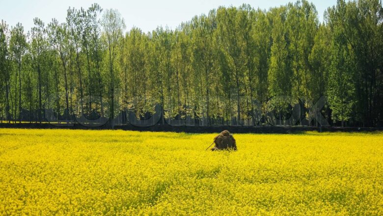 Farmers expect better income as mustard fields in full bloom