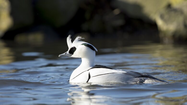 Elusive duck specie visits Kashmir after more than a century