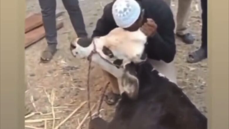 Muslim man assaulted, forced to bow before cow in Maharashtra