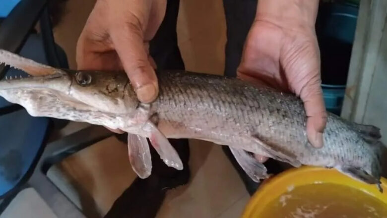 For the first time, Alligator Gar fish found in Kashmir