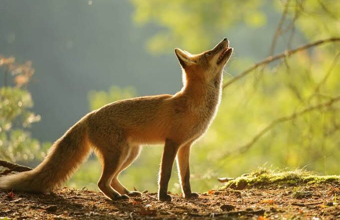 Five persons injured in fox attack in Sopore area