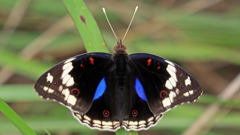 Admin declares Blue Pansy as Butterfly of Jammu Kashmir