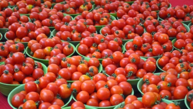 Kupwara village grows tomatoes, seeks govt’s help in fixing ‘genuine’ rates