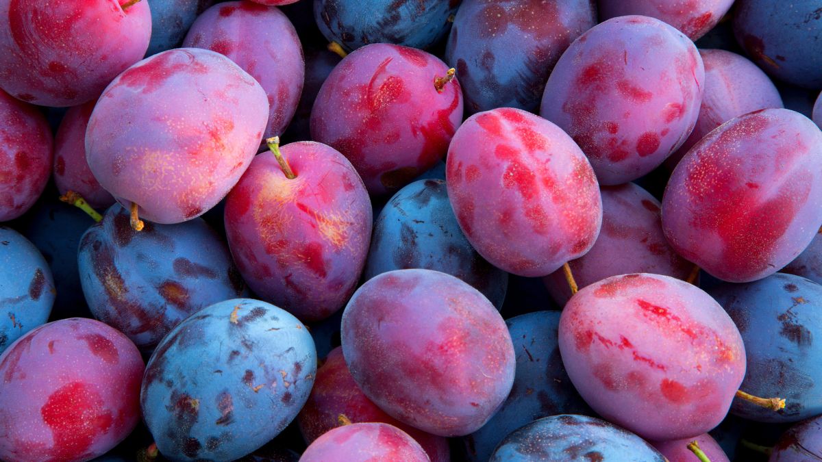 Plum to be kept in cold storage units in Kashmir The Kashmiriyat