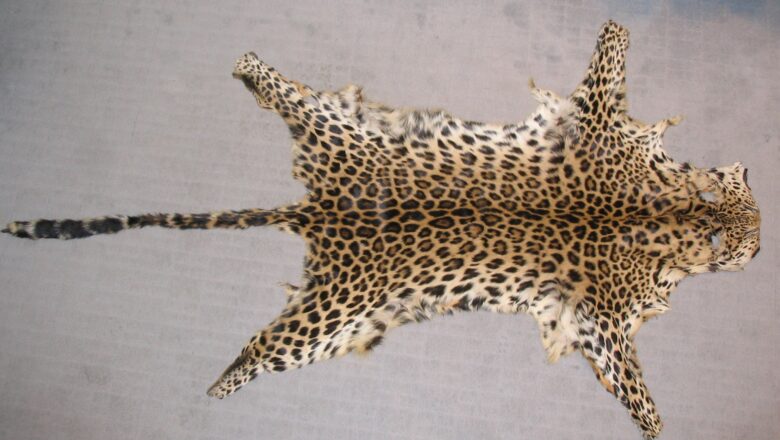 Four leopard skins recovered in Jammu Kashmir by revenue officials