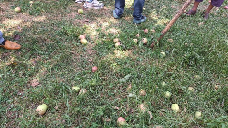 Unknown persons damage over 1500 boxes of apples in Shopian