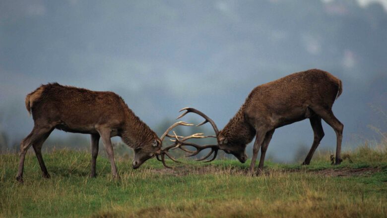 Dachigam Park entry halted as Hangul Rutting Season begins