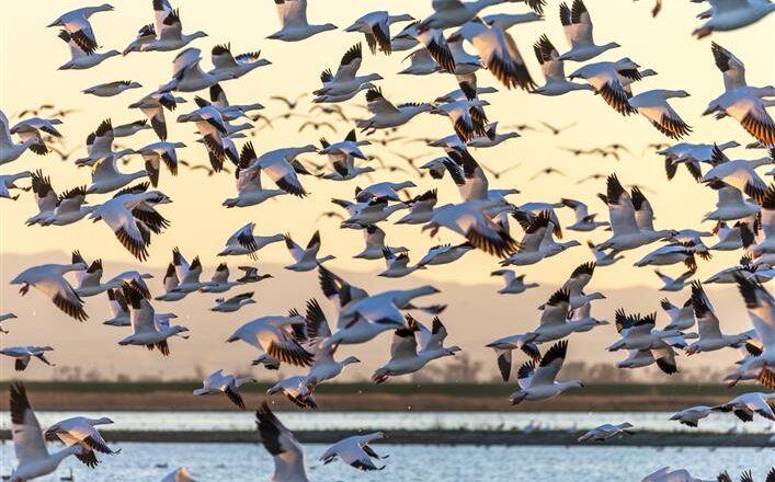 Eight new migratory bird species arrived in Kashmir this year