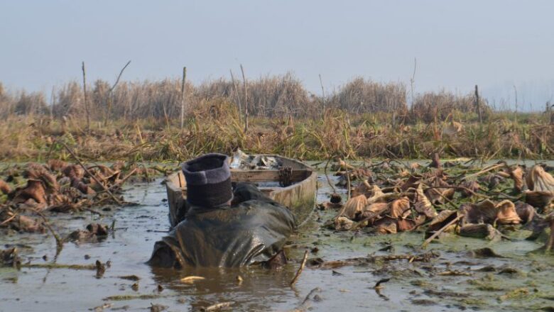 Anchar Lake, once pristine, now battles pollution, encroachment for survival