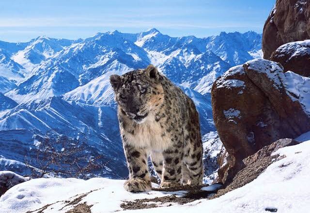 Jammu, Kashmir and Ladakh home to 486 snow leopards