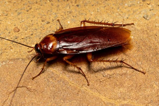 Cockroach found in Kerala man’s lungs complaining of breathing issues