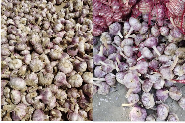 Bumper Garlic harvest in Kashmir valley yields ₹300 crores revenue