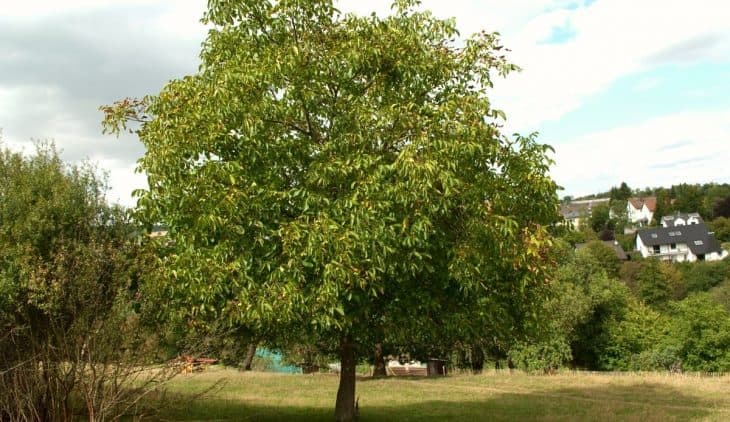 Bandipora residents aghast over proposed cutting of walnut trees for public parks