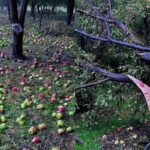 ‘It was sight of hell’: Hailstorm wreaks havoc on apple orchards in 29 Kulgam villages