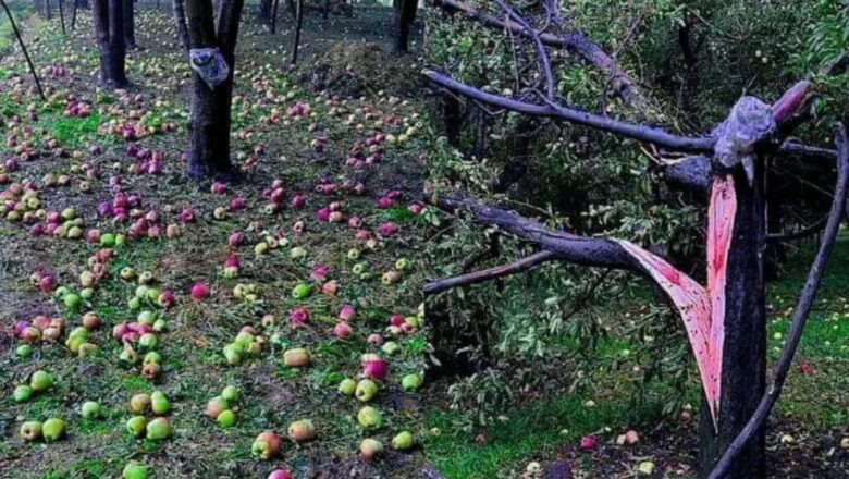 ‘It was sight of hell’: Hailstorm wreaks havoc on apple orchards in 29 Kulgam villages