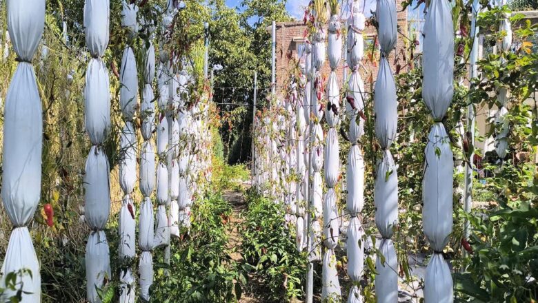 Major breakthrough for Kashmir agriculture: Mushki Budij rice successfully expanded to Kulgam with vertical farming