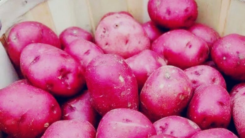 Famous Hirpora red potato faces extinction amid declining cultivation