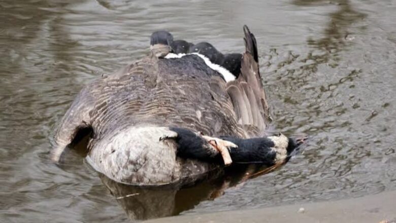 Hundreds of native geese found mysteriously dead along Wular lake