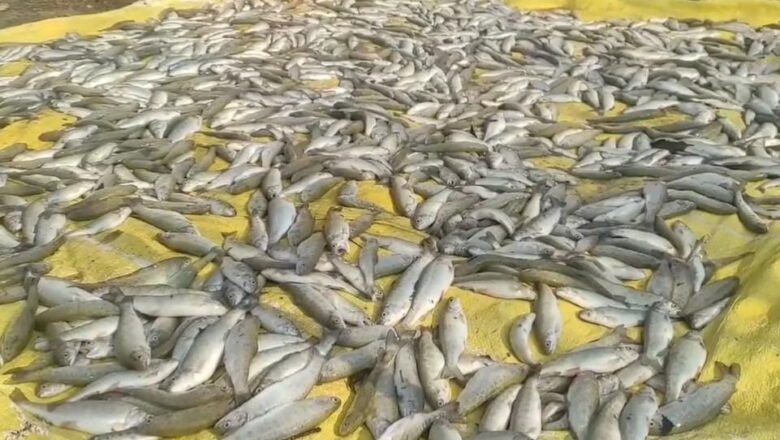 Thousands of fish die at Bandipora farm after unknown persons cut water supply