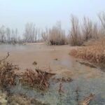 Migratory birds disappear as Haigham wetland faces severe degradation