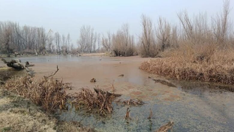 Migratory birds disappear as Haigham wetland faces severe degradation