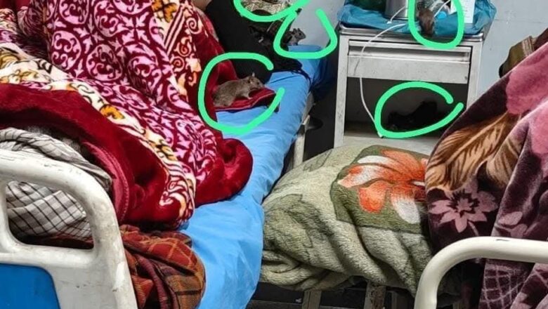 Rats on patient beds at GMC Anantnag; ‘Issue being resolved’, say officials