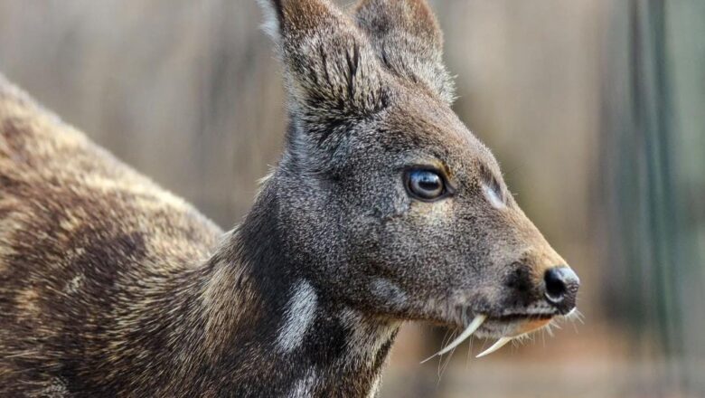 Musk Deer rescued in injured condition from Verinag garden