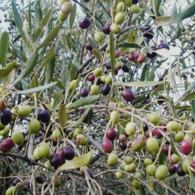 Kashmir’s hidden gem: Uri’s Salamabad orchard produces two tonnes of olives