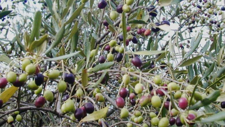 Kashmir’s hidden gem: Uri’s Salamabad orchard produces two tonnes of olives