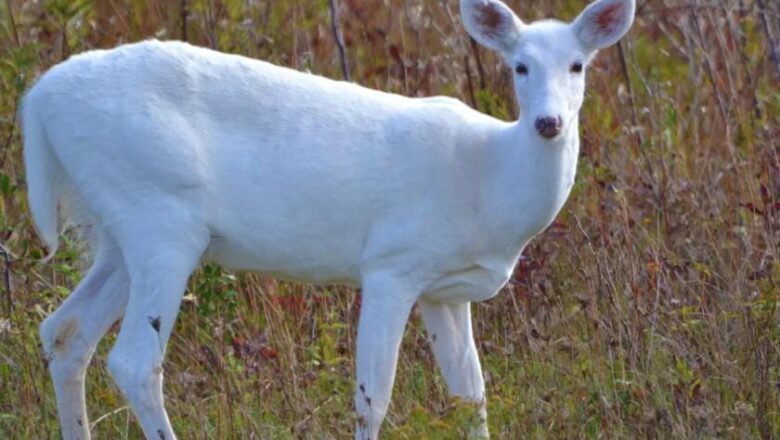 ‘Fake video’: White deer not found anywhere in Jammu Kashmir, say officials