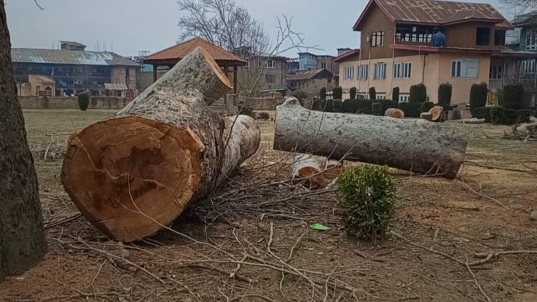 Authorities flag ‘Chinar felling’ in Ranibagh as fake news; ‘Pruning is allowed’, says DFO